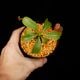 Nepenthes maxima  x (lowii x macrophylla)��[ �ͥڥ�ƥ����ޥ����� x (���������� x �ޥ����ե��� ]���� Borneo Exotics / BE-3709 �ۡ� PN260728-09 ��