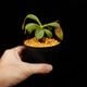 Nepenthes maxima  x (lowii x macrophylla)��[ �ͥڥ�ƥ����ޥ����� x (���������� x �ޥ����ե��� ]���� Borneo Exotics / BE-3709 �ۡ� PN260728-09 ��