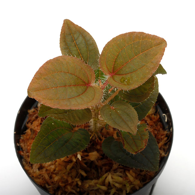その他観葉植物 Phyllagatis guttata Phyllagathis sp. ' Cao Bang, Vietonam / R1217-02