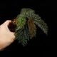 Begonia sp. " Nabire Papua " [ �٥��˥� sp. �ʥӥ졢�ѥץ� ]��1�ݥå�