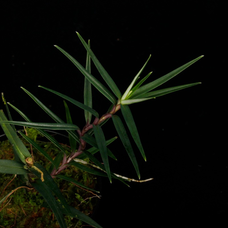 Freycinetia sp. " Miri "��[ �ե쥤���ͥƥ��� sp. " �ߥ껺 " ]��1�ݥå�