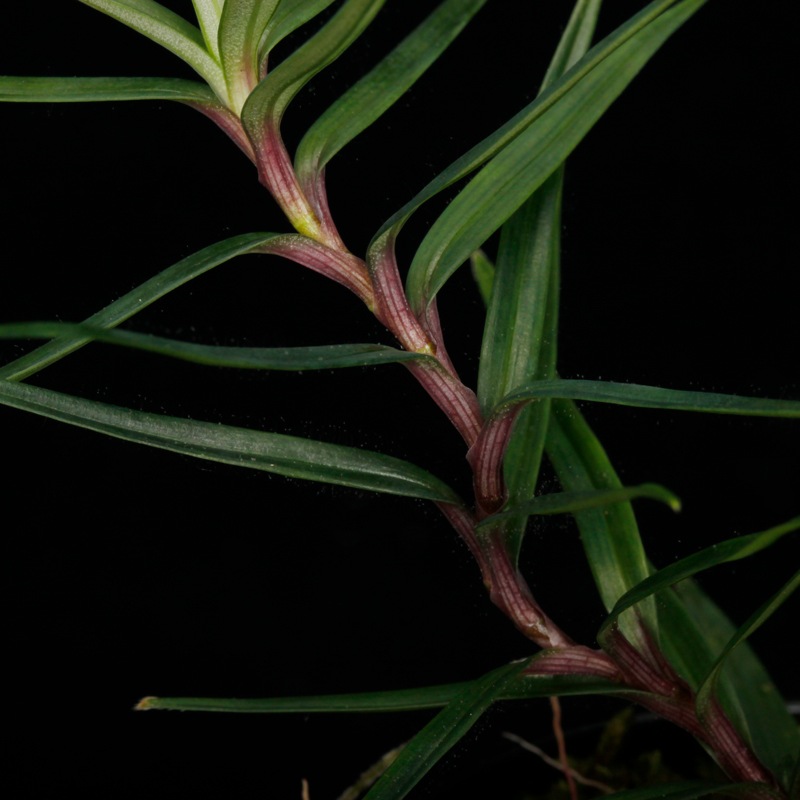 Freycinetia sp. " Miri "��[ �ե쥤���ͥƥ��� sp. " �ߥ껺 " ]��1�ݥå�