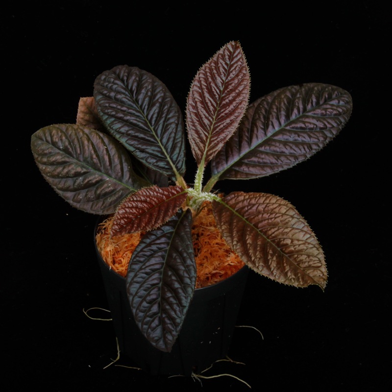 Labisia sp. " SARAWAK "��[ ��ӥ��� sp.  ]���� PN250427-03 ��