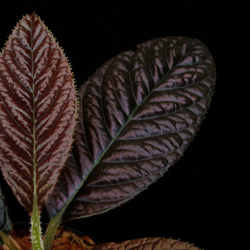 Labisia sp. " SARAWAK "��[ ��ӥ��� sp.  ]���� PN250427-03 ��