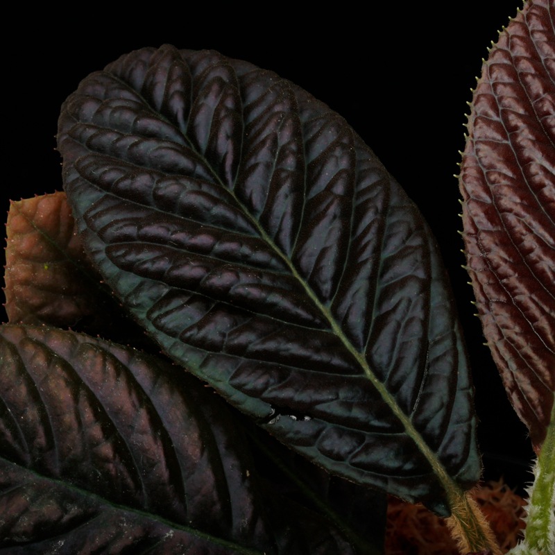 Labisia sp. " SARAWAK "��[ ��ӥ��� sp.  ]���� PN250427-03 ��