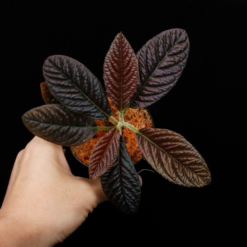 Labisia sp. " SARAWAK "��[ ��ӥ��� sp.  ]���� PN250427-03 ��