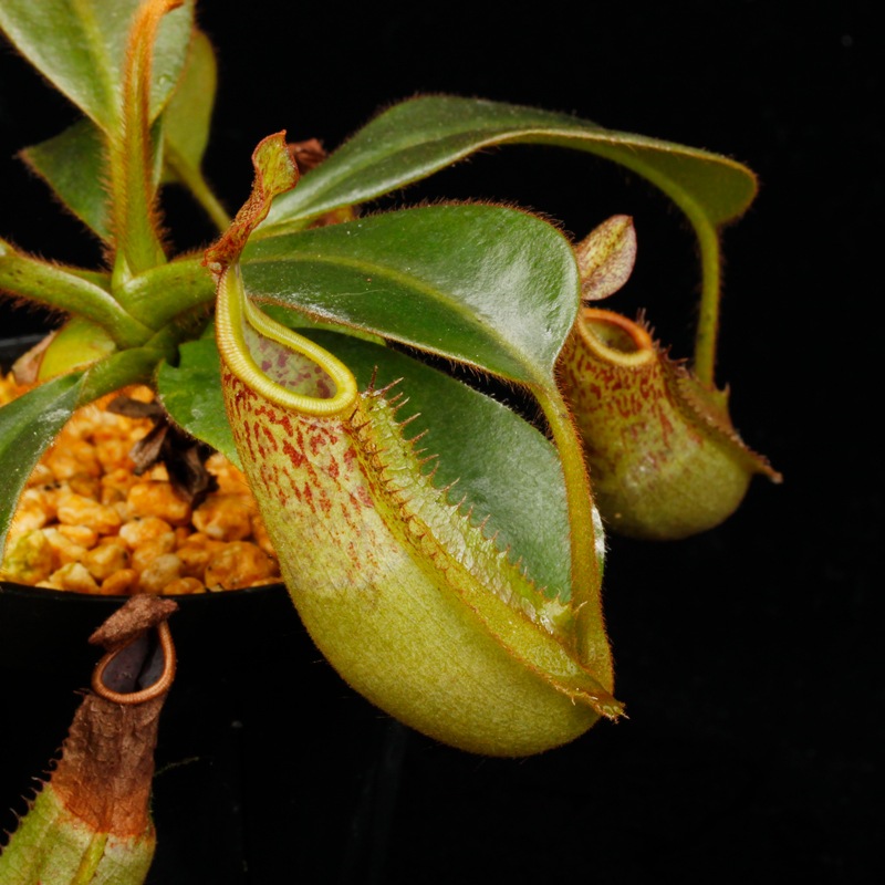 Nepenthes (mollis x veitchii) x maxima Wavy Leaf / Clone:00 / AW