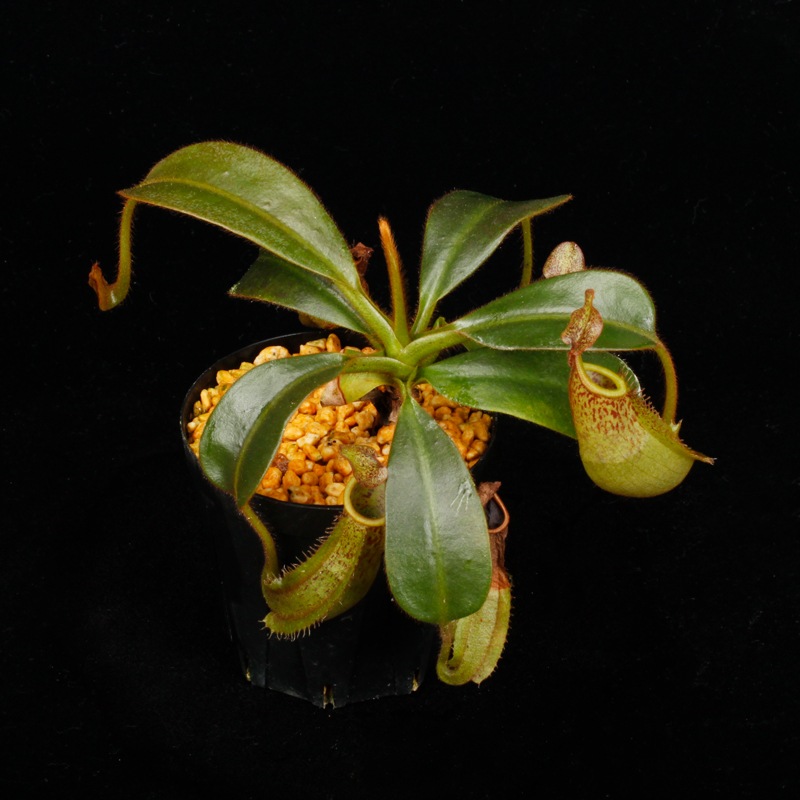 Nepenthes (mollis x veitchii) x maxima Wavy Leaf / Clone:00 / AW �� PN260728-10 ��