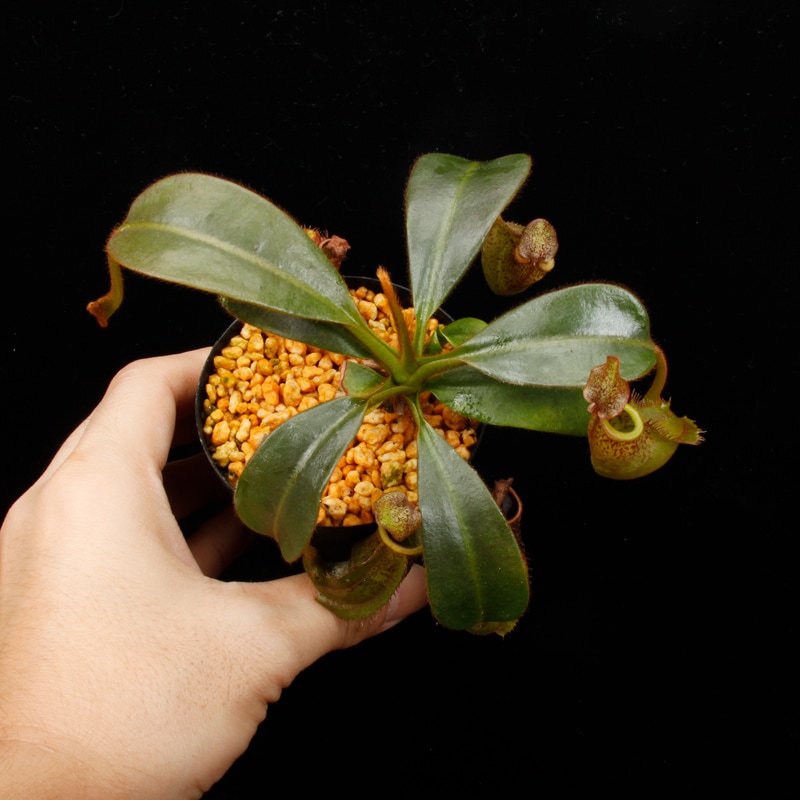 Nepenthes (mollis x veitchii) x maxima Wavy Leaf / Clone:00 / AW �� PN260728-10 ��