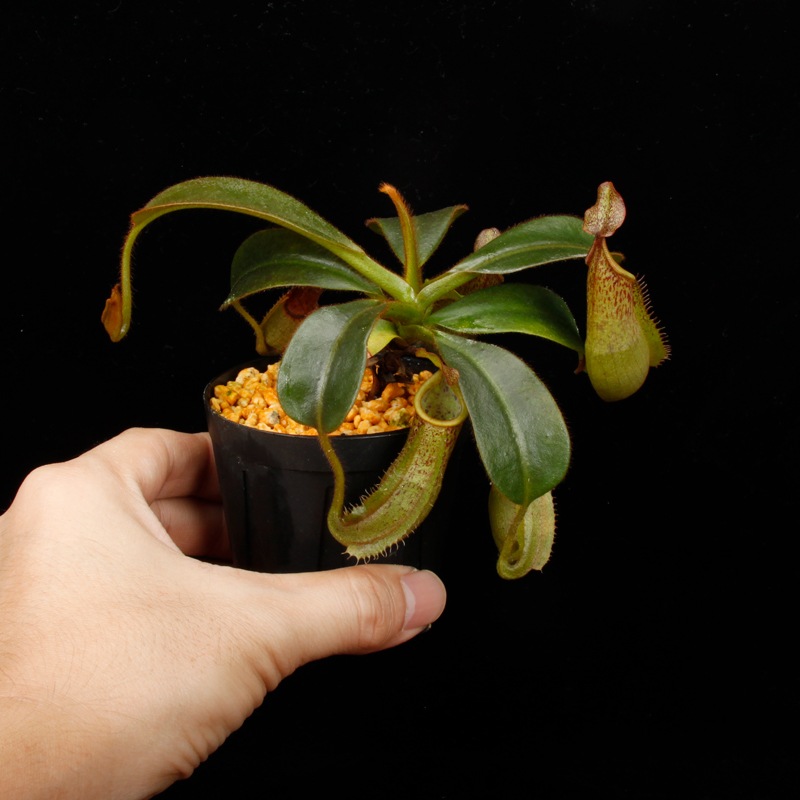 Nepenthes (mollis x veitchii) x maxima Wavy Leaf / Clone:00 / AW �� PN260728-10 ��