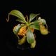 Nepenthes (mollis x veitchii) x maxima Wavy Leaf / Clone:00 / AW �� PN260728-10 ��