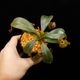 Nepenthes (mollis x veitchii) x maxima Wavy Leaf / Clone:00 / AW �� PN260728-10 ��