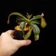 Nepenthes (mollis x veitchii) x maxima Wavy Leaf / Clone:00 / AW �� PN260728-10 ��