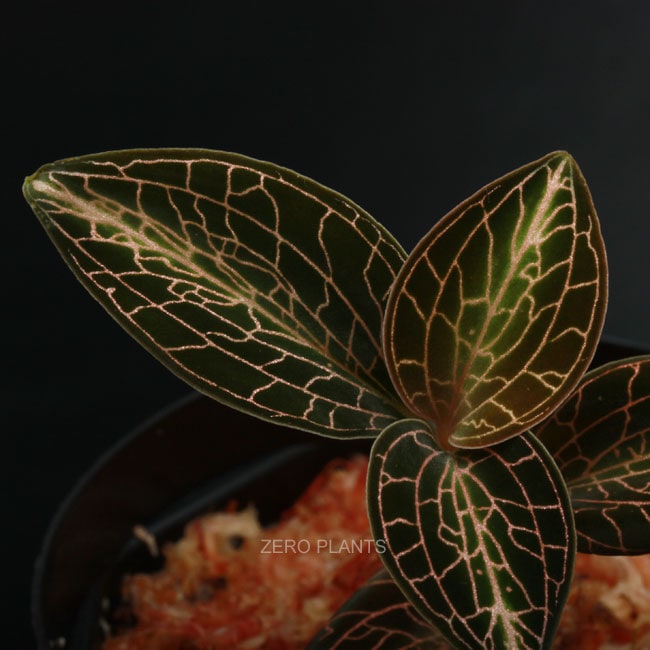 Anoectochilus roxburghii [ アネクトキルス・ロクスバーギー