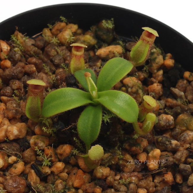 Nepenthes macrophylla��[ �ͥڥ�ƥ����ޥ����ե��� ]���� PN180904-12 ��