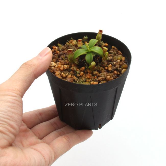 Nepenthes macrophylla��[ �ͥڥ�ƥ����ޥ����ե��� ]���� PN180904-12 ��