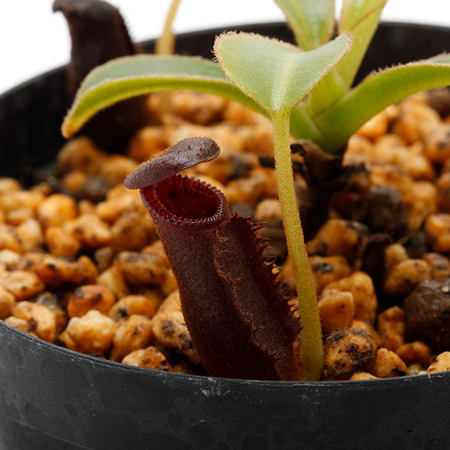 Nepenthes lowii 