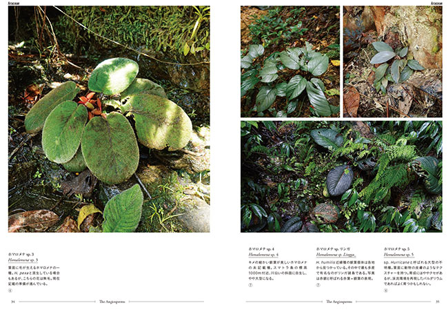 ѥꥦ ϥɥ֥å 缫ηʿܤ˺롢饹Υ󥰥