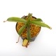 Nepenthes diabolica (="Red Hairy Hamata" = "RHH") / AW / Clone:14[ ͥڥƥǥܥꥫ ] PN231211-18 