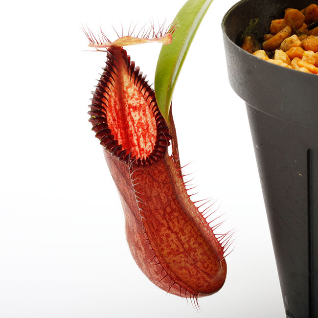 Nepenthes diabolica x hamata / AW / Clone:01��[ �ͥڥ�ƥ����ǥ����ܥꥫ x �ϥޥ� ]���� PN240614-15 ��
