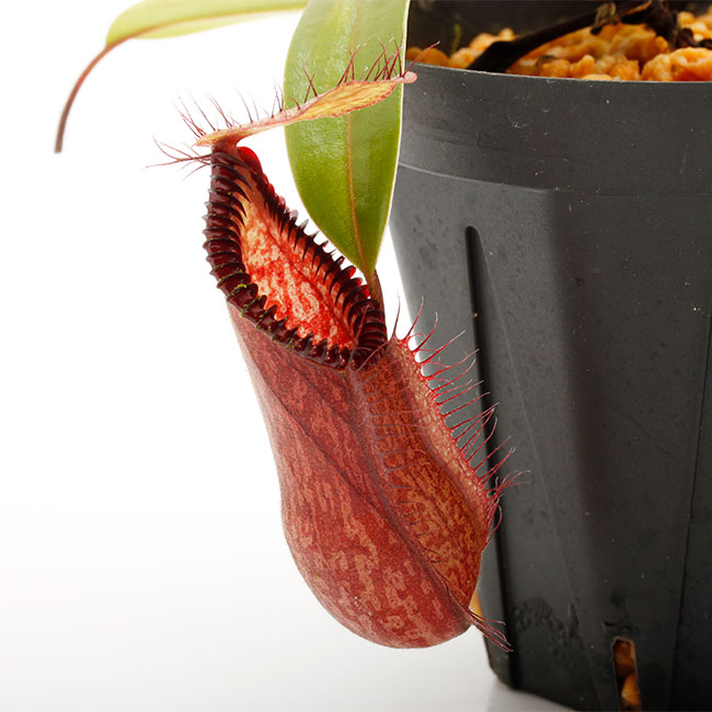 Nepenthes diabolica x hamata / AW / Clone:01��[ �ͥڥ�ƥ����ǥ����ܥꥫ x �ϥޥ� ]���� PN240614-15 ��