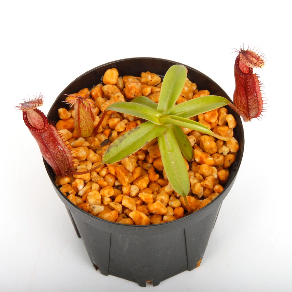 Nepenthes diabolica x hamata / AW / Clone:01��[ �ͥڥ�ƥ����ǥ����ܥꥫ x �ϥޥ� ]���� PN240614-15 ��