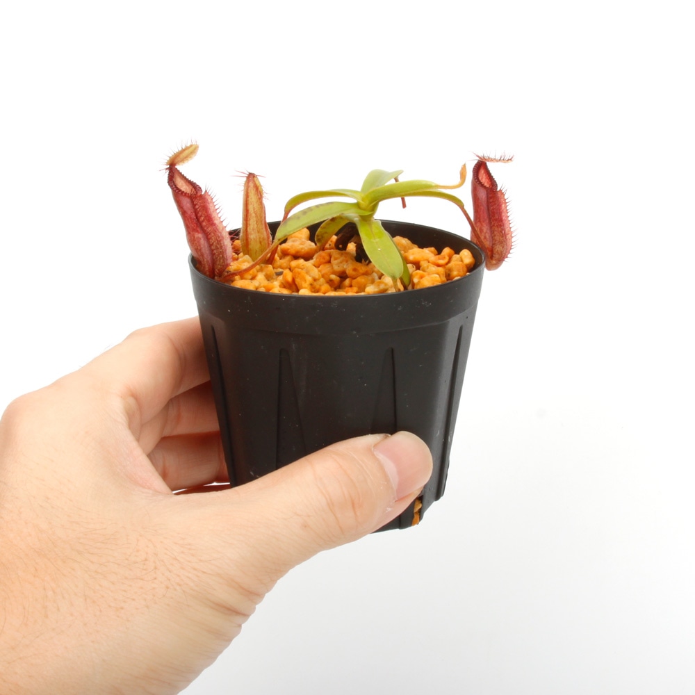 Nepenthes diabolica x hamata / AW / Clone:01��[ �ͥڥ�ƥ����ǥ����ܥꥫ x �ϥޥ� ]���� PN240614-15 ��