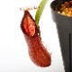 Nepenthes diabolica x hamata / AW / Clone:01��[ �ͥڥ�ƥ����ǥ����ܥꥫ x �ϥޥ� ]���� PN240614-15 ��