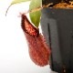Nepenthes diabolica x hamata / AW / Clone:01��[ �ͥڥ�ƥ����ǥ����ܥꥫ x �ϥޥ� ]���� PN240614-15 ��