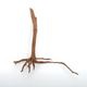 UWS Material Market / Sumatra Wood ROOTS���� ���ޥȥ饦�åɡ��롼�� / ����ή�� �� �� SR2508-17 ��