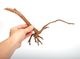 UWS Material Market / Sumatra Wood ROOTS���� ���ޥȥ饦�åɡ��롼�� / ����ή�� �� �� SR2508-17 ��