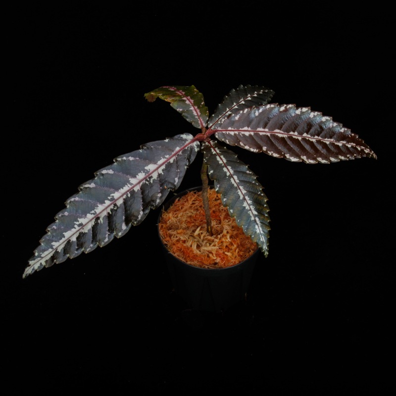 Leea zippeliana " PAPUA "��[ �꡼�������åڥꥢ���� �ѥץ���  ]���� PN250427-05 ��