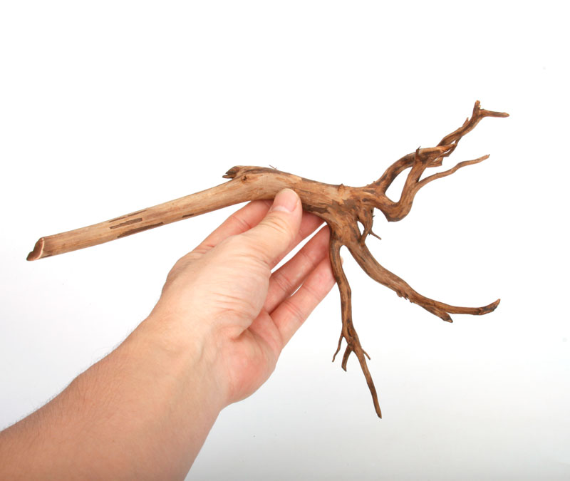 UWS Material Market / Sumatra Wood ROOTS���� ���ޥȥ饦�åɡ��롼�� / ����ή�� �� �� SR2508-18 ��