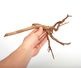 UWS Material Market / Sumatra Wood ROOTS���� ���ޥȥ饦�åɡ��롼�� / ����ή�� �� �� SR2508-18 ��
