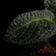 Episcia sp. ' Ecuador '��[ ���ԥ����� sp. ]��1�ݥåȡ��� �ܥ��դ��ȤƤ�̥��Ū�ʥ��勵�Х��ʤο�ʪ ��