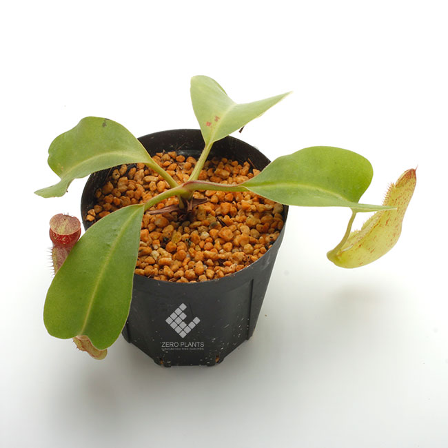 Nepenthes maxima x truncata [ ͥڥƥޥޡߥȥ󥫡 ] PN191011-01 
