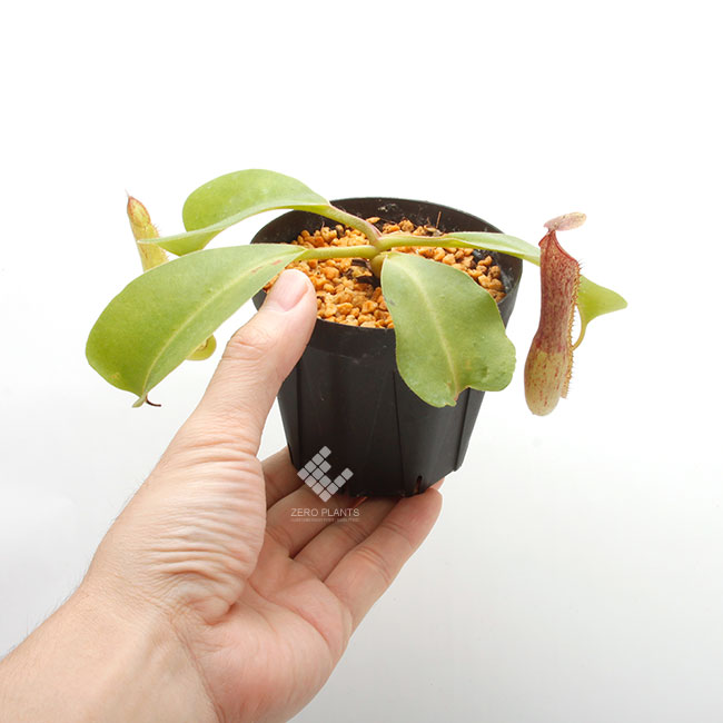 Nepenthes maxima x truncata [ ͥڥƥޥޡߥȥ󥫡 ] PN191011-01 