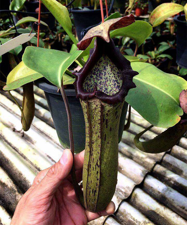 Nepenthes maxima x truncata [ ͥڥƥޥޡߥȥ󥫡 ] PN191011-01 