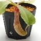 Nepenthes maxima x truncata [ ͥڥƥޥޡߥȥ󥫡 ] PN191011-01 