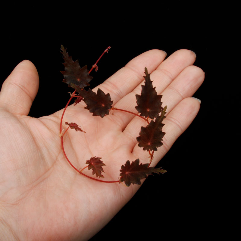 Begonia sp. (Gobenia section) " Ecuador, Type-B "��[ �٥��˥� sp. "�������ɥ�, Type-B ]��1��(���å���)