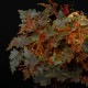 Begonia sp. (Gobenia section) " Ecuador, Type-B "��[ �٥��˥� sp. "�������ɥ�, Type-B ]��1��(���å���)