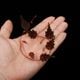 Begonia sp. (Gobenia section) " Ecuador, Type-B "��[ �٥��˥� sp. "�������ɥ�, Type-B ]��1��(���å���)