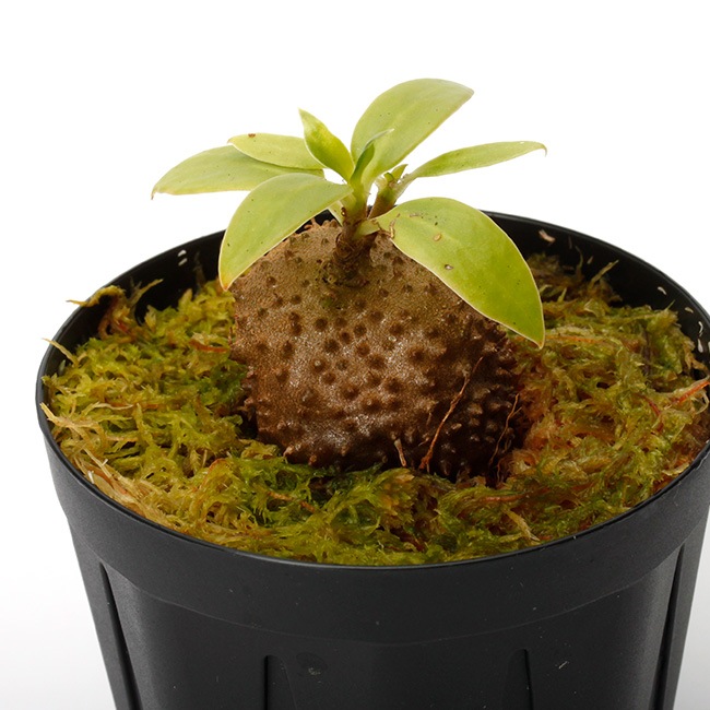 Arbacia lixula africana　棘付き標本 Squamellaria huxleyana (Vanua Levu, Fiji) 【 PN231211-13 】 | 植物