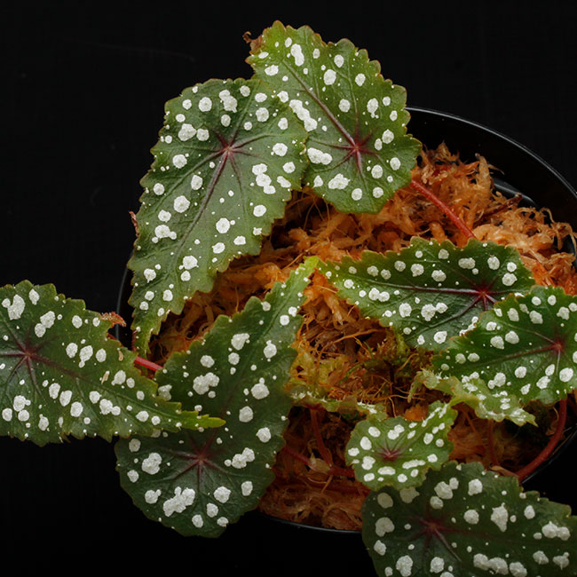 Begonia sp. (Gobenia section) " Ecuador, Type-D "��[ �٥��˥� sp. " �������ɥ�, Type-D " ]��1��(���å���)
