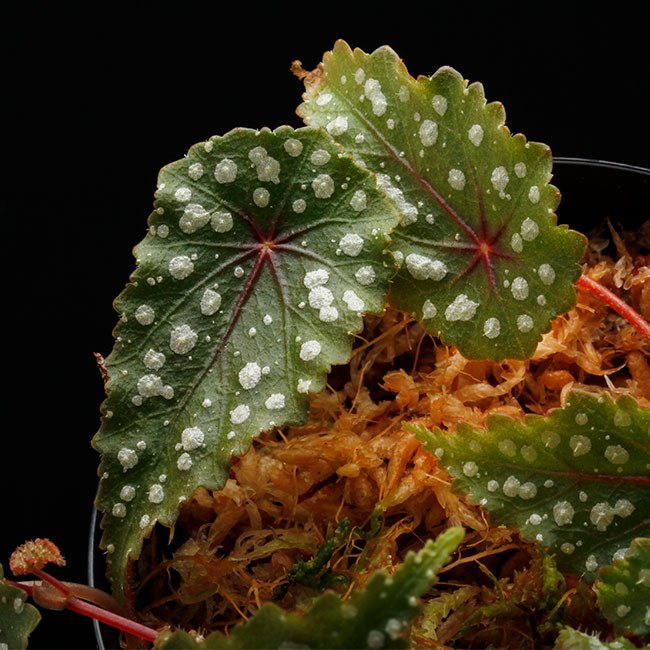 Begonia sp. (Gobenia section) " Ecuador, Type-D "��[ �٥��˥� sp. " �������ɥ�, Type-D " ]��1��(���å���)
