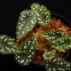 Begonia sp. (Gobenia section) " Ecuador, Type-D "��[ �٥��˥� sp. " �������ɥ�, Type-D " ]��1��(���å���)
