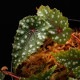 Begonia sp. (Gobenia section) " Ecuador, Type-D "��[ �٥��˥� sp. " �������ɥ�, Type-D " ]��1��(���å���)
