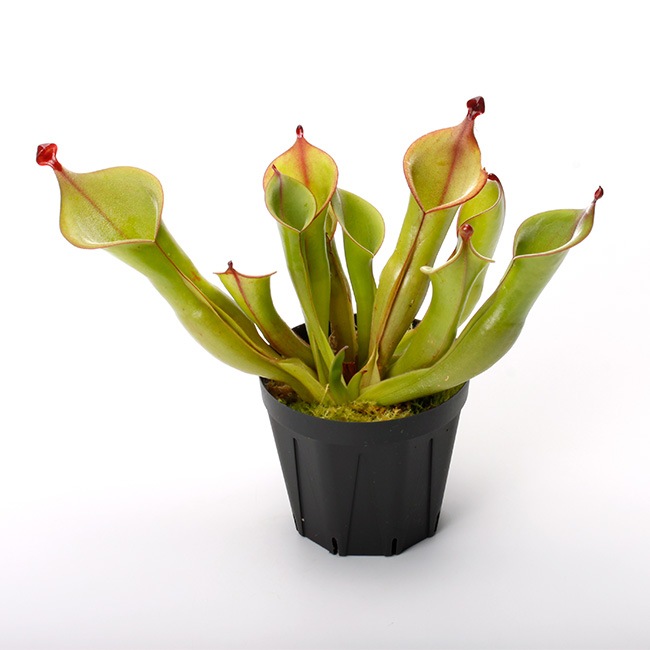 Heliamphora " Black Cherry "��[ �إꥢ��ե��� " �֥�å������꡼ " ]���� PN231011-01 ��