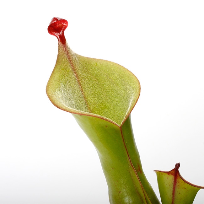 Heliamphora " Black Cherry "��[ �إꥢ��ե��� " �֥�å������꡼ " ]���� PN231011-01 ��