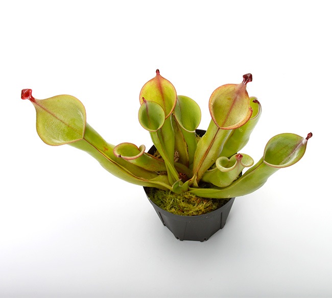 Heliamphora " Black Cherry "��[ �إꥢ��ե��� " �֥�å������꡼ " ]���� PN231011-01 ��